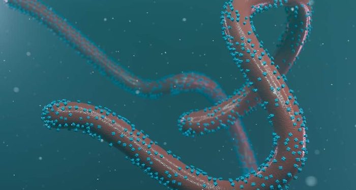 Rwanda Suspends School Visits Amid Marburg Outbreak