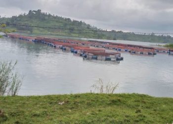 Fine Fish Ltd Pioneers Sustainable Aquaculture Growth in Rwanda