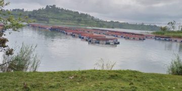 Fine Fish Ltd Pioneers Sustainable Aquaculture Growth in Rwanda