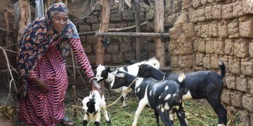 Livestock Sharing Empowering Kabarore Farmers