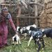 Livestock Sharing Empowering Kabarore Farmers