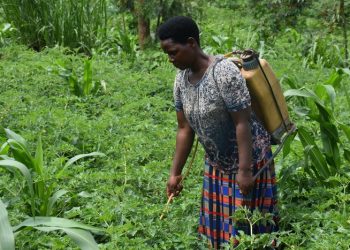 Empowering youth through agribusiness in Gatsibo