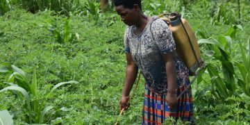 Empowering youth through agribusiness in Gatsibo