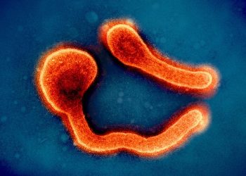 Rwanda Launches Key Study to Unlock Marburg Virus