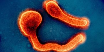 Rwanda Launches Key Study to Unlock Marburg Virus