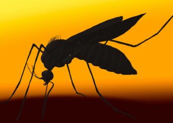 Rwanda Launches Aggressive New Malaria Strategy as Cases Surge