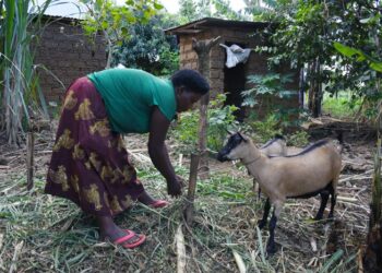 From Struggles to Sustainability: Goat Gifts Change Livelihoods in Gatoki Village
