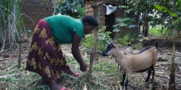 From Struggles to Sustainability: Goat Gifts Change Livelihoods in Gatoki Village