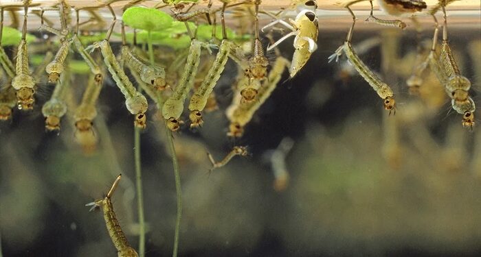 Rusizi III Dam Breaks Ground in $640M Regional Energy Push