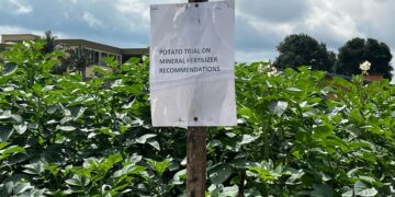 Rwanda’s Potato Farmers Set to Benefit from Disease-Resistant Seeds Developed by RAB