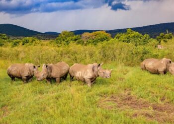 Africa’s Largest Rhino Relocation Moves 70 to Akagera Park