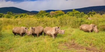 Africa’s Largest Rhino Relocation Moves 70 to Akagera Park