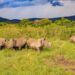 Africa’s Largest Rhino Relocation Moves 70 to Akagera Park