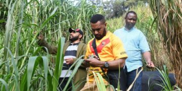From Grass to Gold: Juncao Technology Transforms Lives in Rural Communities 