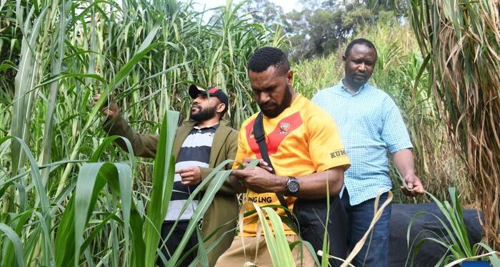 From Grass to Gold: Juncao Technology Transforms Lives in Rural Communities