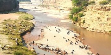 In Pakistan’s Pashtun Belt, the land’s silence tells of a changing climate — and a herding culture fighting to survive.