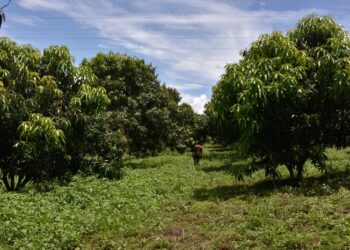 Rwandan Women Making a Fortune in Commercial Farming
