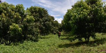 Rwandan Women Making a Fortune in Commercial Farming