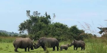 Rwanda, African Parks Launch $1.6 Million Rhino Conservation Drive