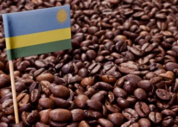 Rwandan Specialty Coffee Fetches 14 Times Market Price in Global Auction