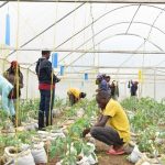 greenhouse agriculture