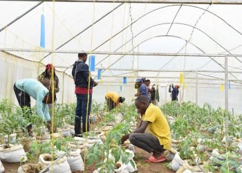 Report Highlights Youth Gap in Rwanda’s Agriculture Sector