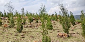 Calitris Tree Planting Brings Life Back to Barren Hills in Kirehe District