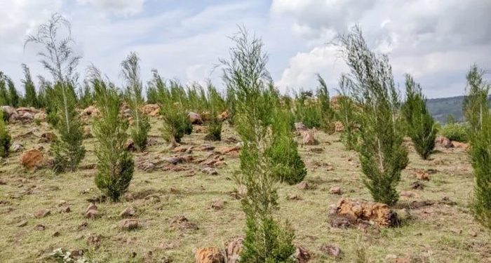 Calitris Tree Planting Brings Life Back to Barren Hills in Kirehe District
