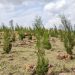 Calitris Tree Planting Brings Life Back to Barren Hills in Kirehe District
