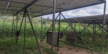 Irrigation Shift Sparks Record Harvests in Kirehe District