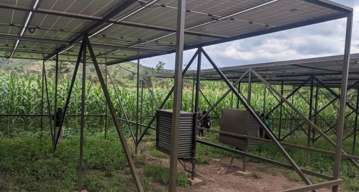 Irrigation Shift Sparks Record Harvests in Kirehe District