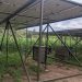 Irrigation Shift Sparks Record Harvests in Kirehe District