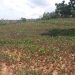 Rwanda to Invest Rwf.300 Billion in Climate Resilience Project for Eastern Province