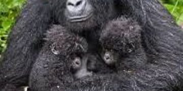 Rare Gorilla Twins Born in Congo’s Virunga Park