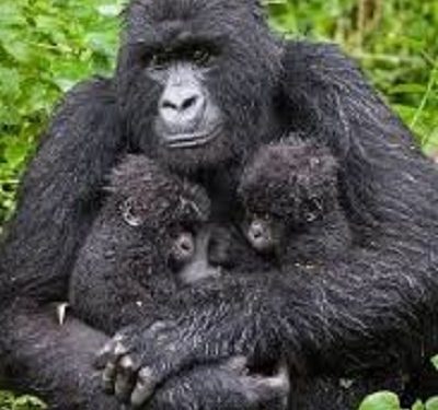 Rare Gorilla Twins Born in Congo’s Virunga Park