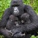 Rare Gorilla Twins Born in Congo’s Virunga Park