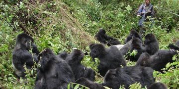RDB Extends Discounted Gorilla Trekking Permits to Boost Regional Tourism