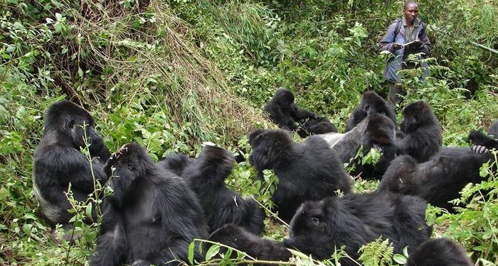 RDB Extends Discounted Gorilla Trekking Permits to Boost Regional Tourism