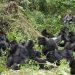 RDB Extends Discounted Gorilla Trekking Permits to Boost Regional Tourism