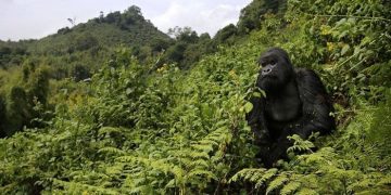 New DNA Technology to Help Rwanda Protect Volcanoes National Park Wildlife