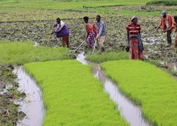 $17.1 Million Climate Resilience Project Promises Revival for Eastern Rwanda’s Rice Farmers