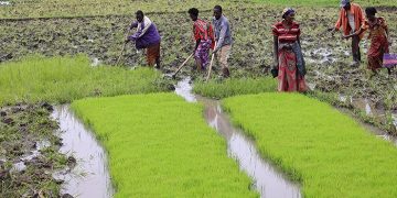 $17.1 Million Climate Resilience Project Promises Revival for Eastern Rwanda’s Rice Farmers
