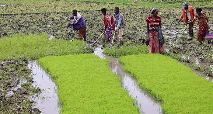 $17.1 Million Climate Resilience Project Promises Revival for Eastern Rwanda’s Rice Farmers