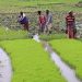 $17.1 Million Climate Resilience Project Promises Revival for Eastern Rwanda’s Rice Farmers