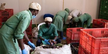 Rwanda expands cold storage as farm subsidy gap reaches Rwf17.2 billion