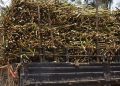 Govt Plans New Sugar Factory in Nyagatare to Cut Imports