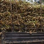 Govt Plans New Sugar Factory in Nyagatare to Cut Imports