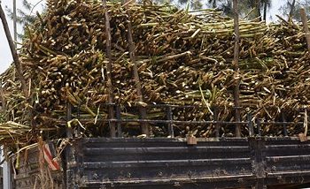 Govt Plans New Sugar Factory in Nyagatare to Cut Imports