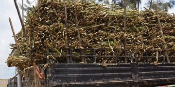 Govt Plans New Sugar Factory in Nyagatare to Cut Imports