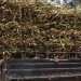 Govt Plans New Sugar Factory in Nyagatare to Cut Imports